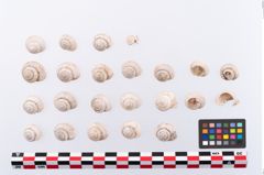 Foto von Schneckengehäuse (NHMW-PRAE-003415)